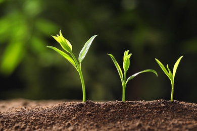 Photo of Fresh green seedlings growing on blurred background