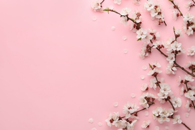 Photo of Beautiful fresh spring flowers on color background, top view with space for text