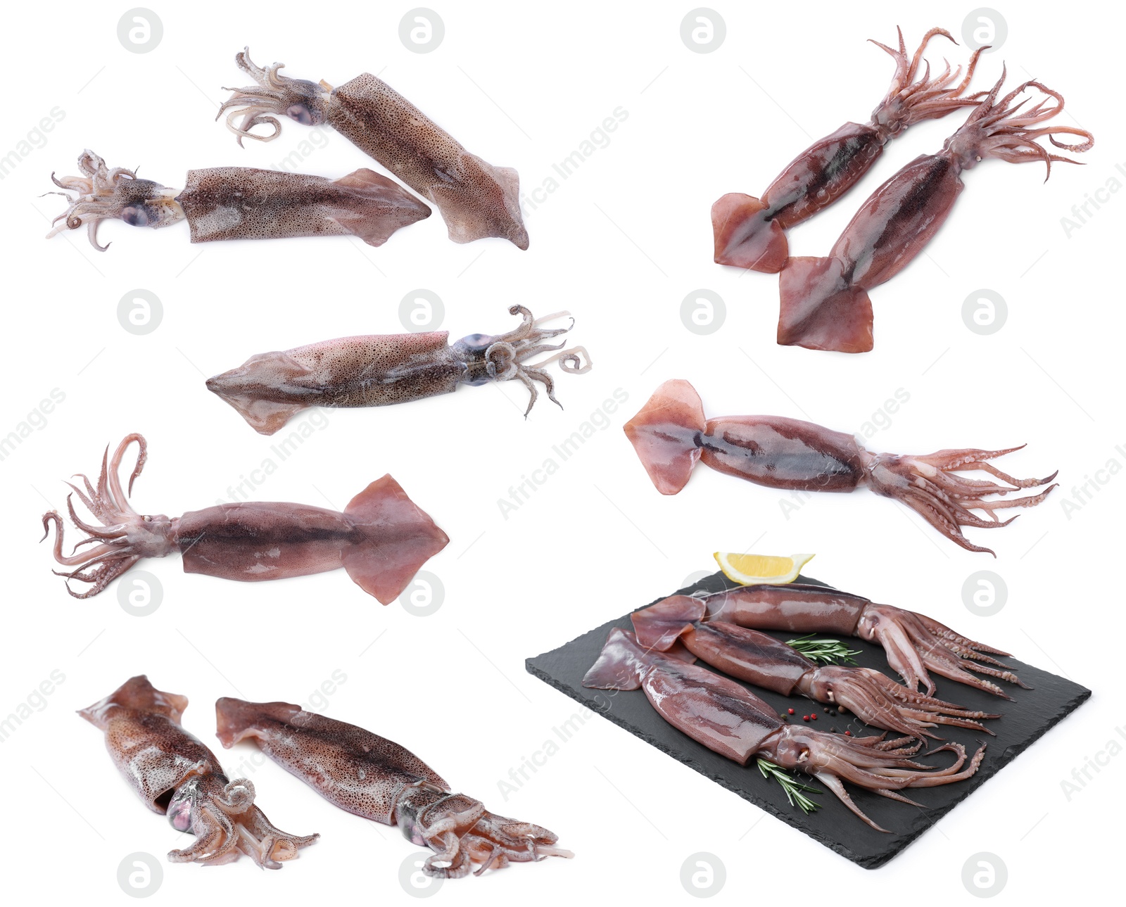 Image of Collage with fresh squids on white background