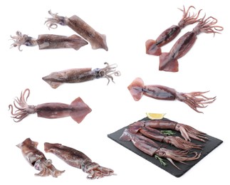 Image of Collage with fresh squids on white background