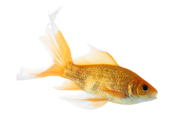 Photo of Beautiful bright small goldfish isolated on white