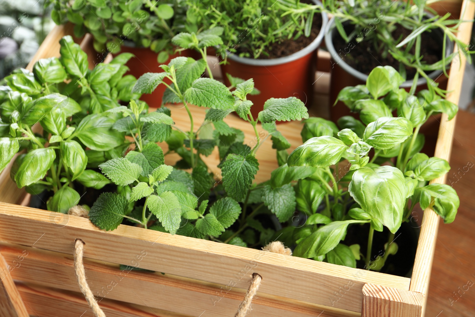 Photo of Different aromatic potted herbs in wooden crate on table, closeup