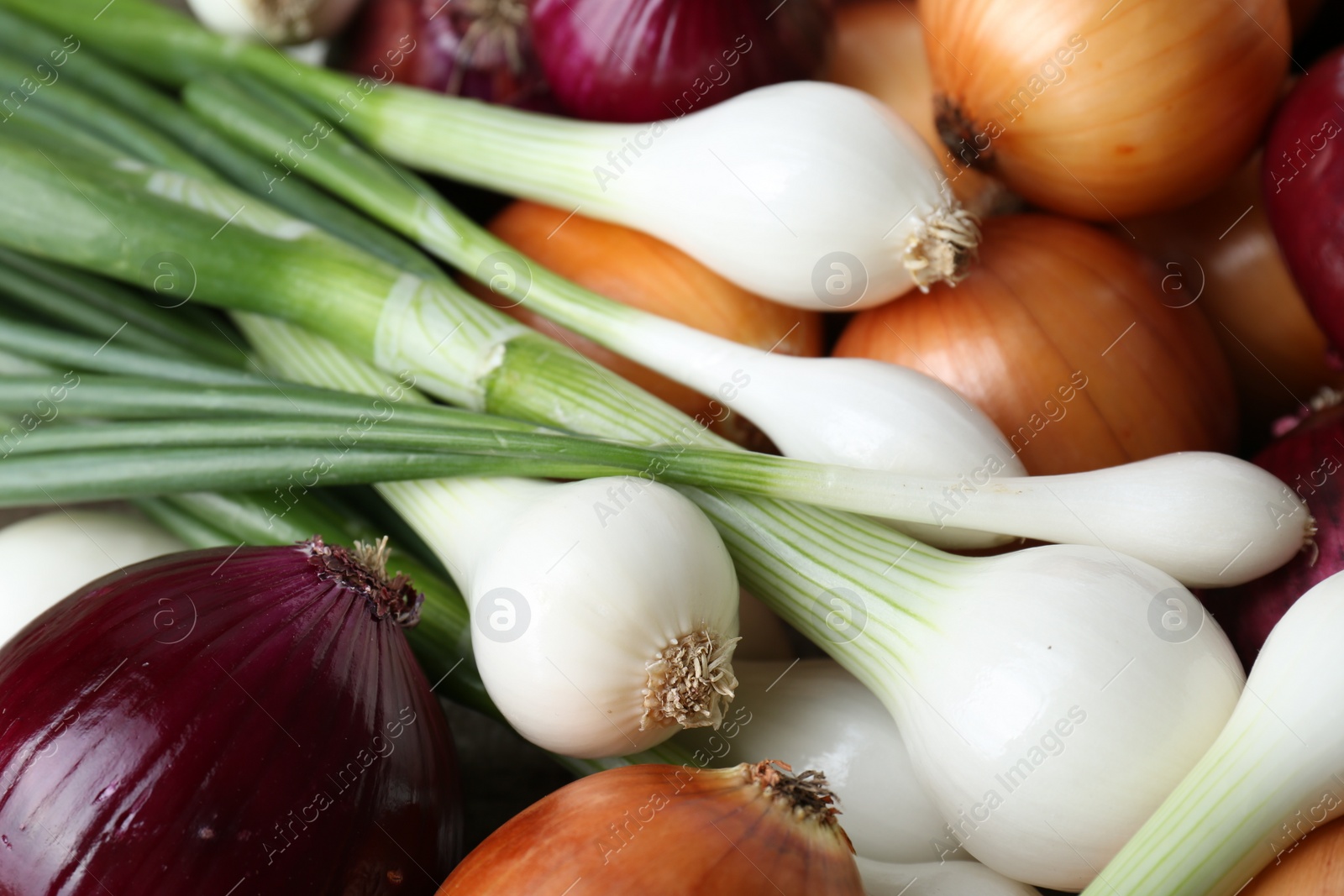 Photo of Different kinds of onions as background, closeup