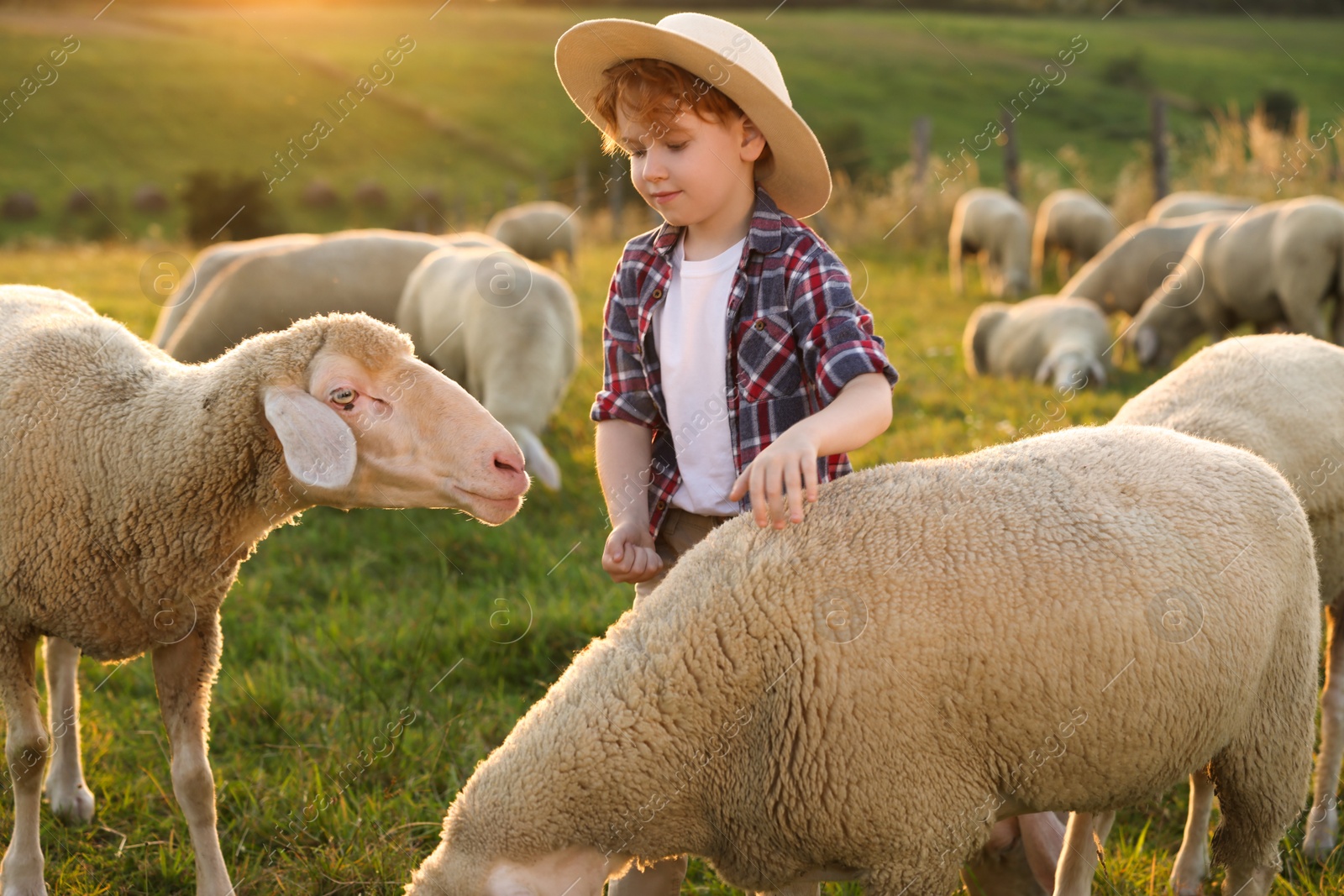 Photo of Boy with sheep on green pasture. Farm animals