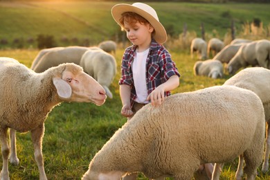 Photo of Boy with sheep on green pasture. Farm animals