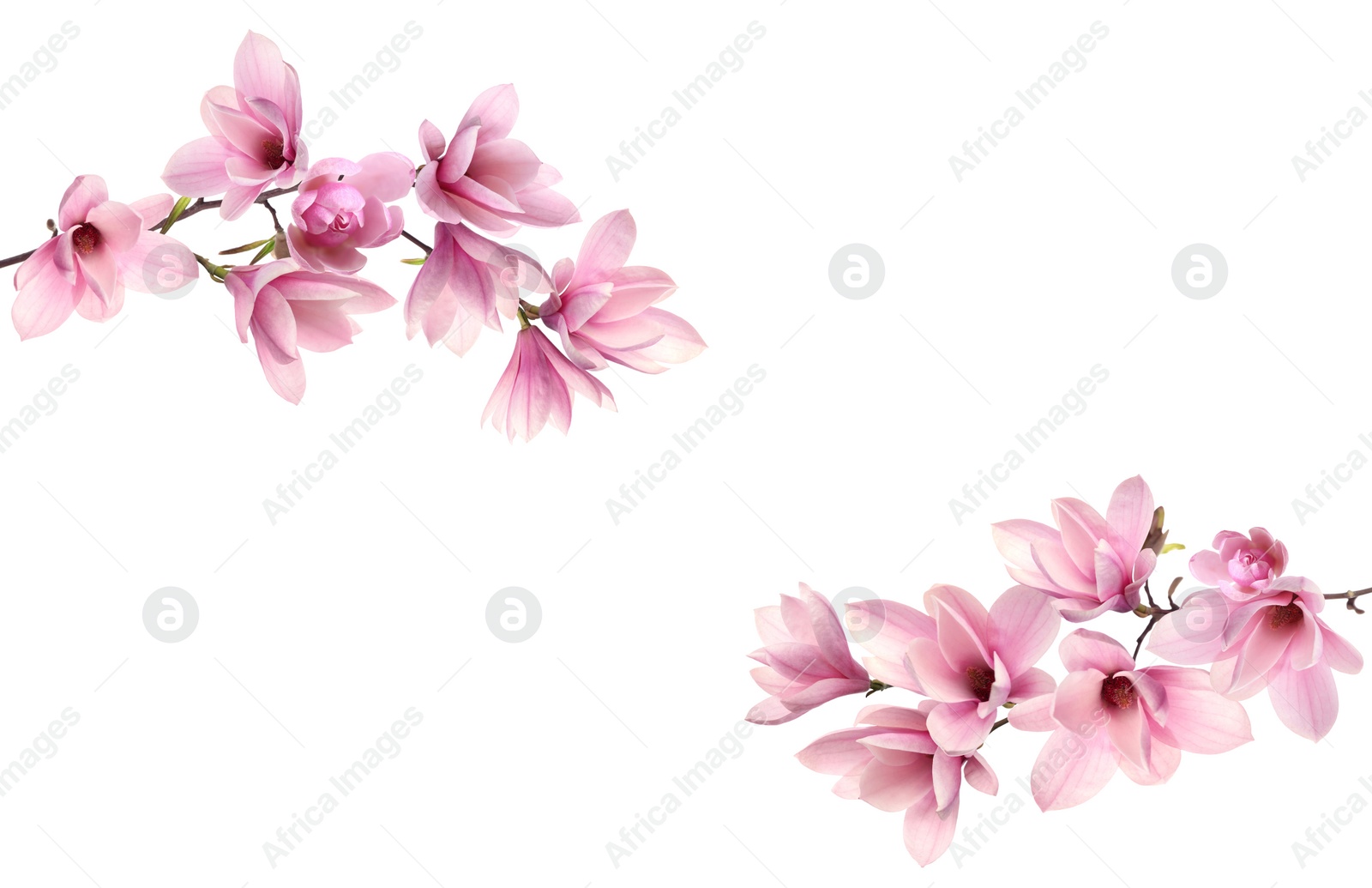 Image of Beautiful pink magnolia flowers on white background