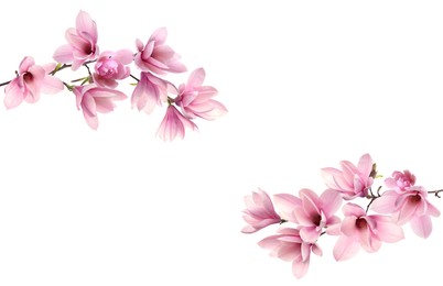 Beautiful pink magnolia flowers on white background