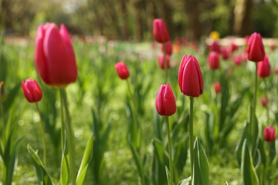 Photo of Beautiful pink tulips growing outdoors on sunny day, closeup