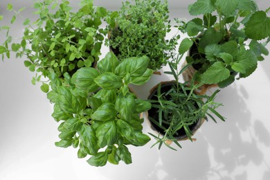 Photo of Different fresh potted herbs on windowsill indoors, above view