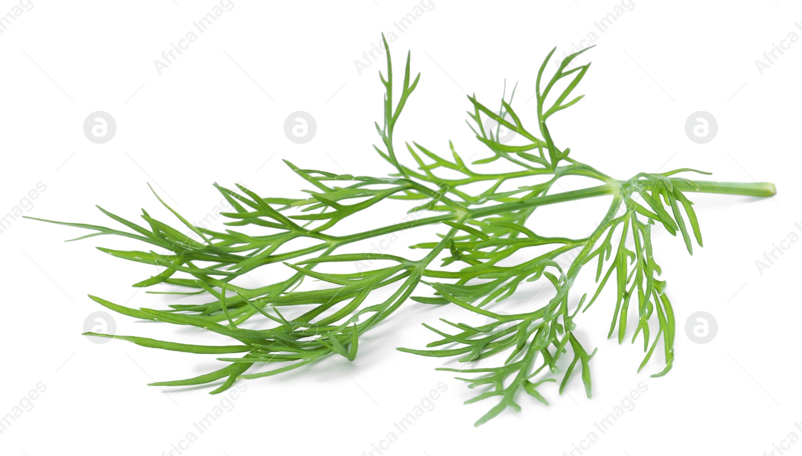 Photo of Sprig of fresh dill isolated on white