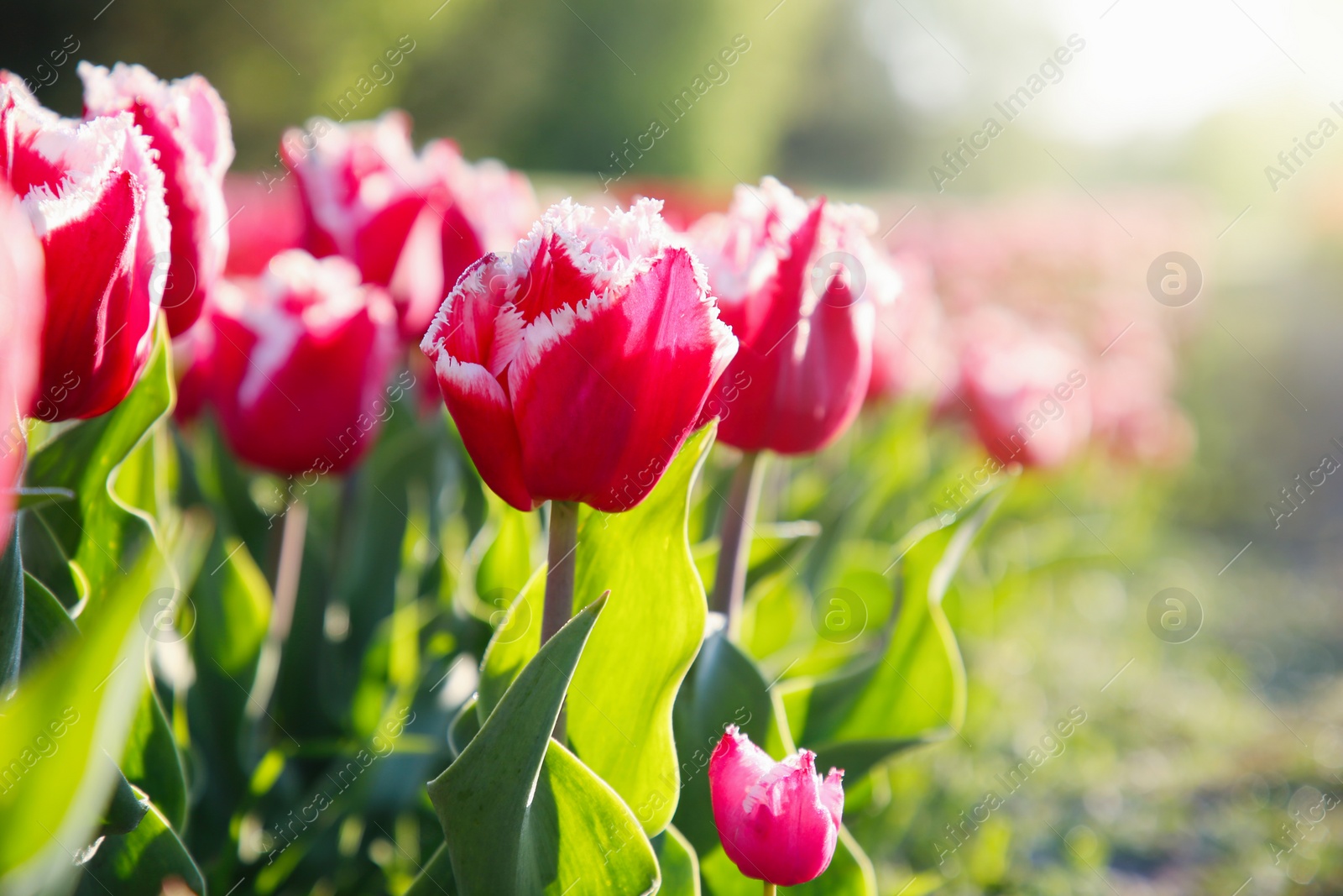 Photo of Beautiful pink tulip flowers growing in field on sunny day, closeup. Space for text