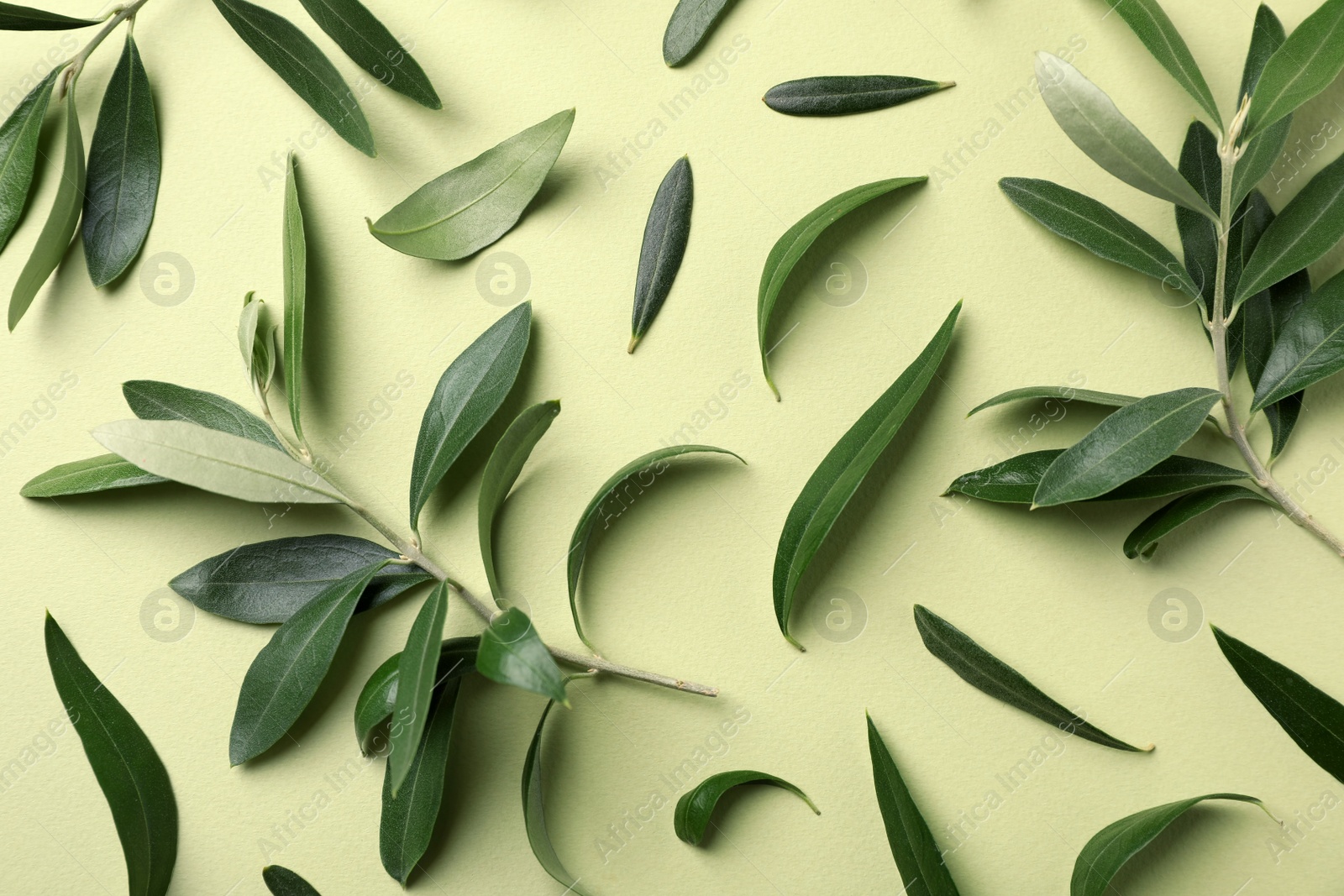 Photo of Flat lay composition with fresh green olive leaves and twigs on color background