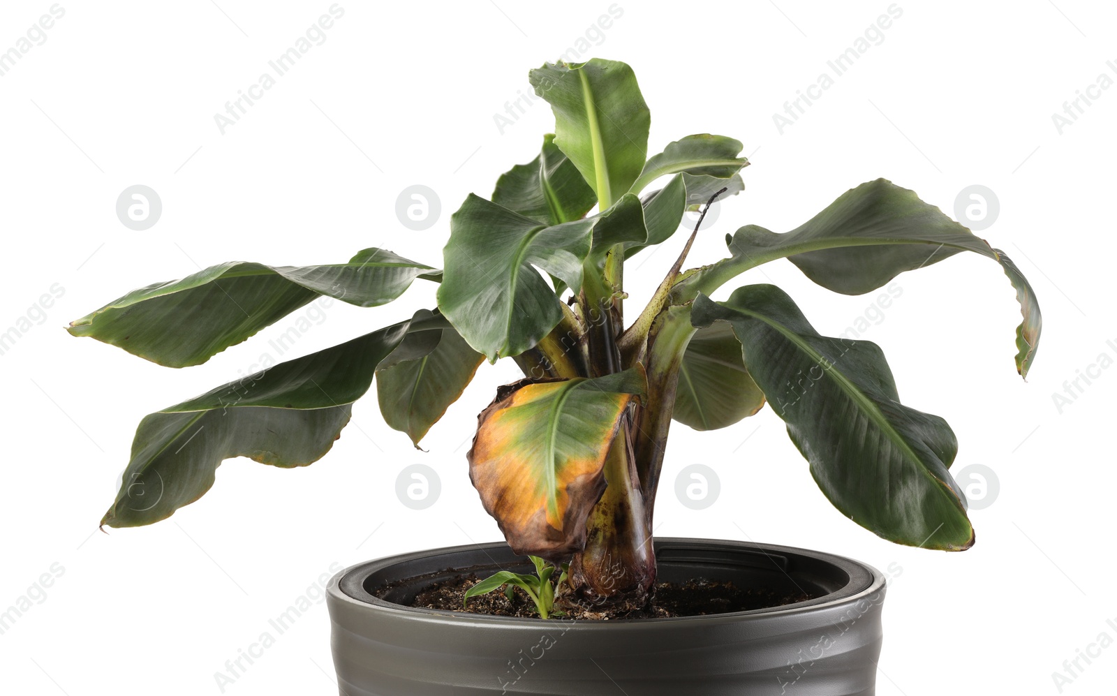 Photo of Houseplant with damaged leaves on white background, closeup