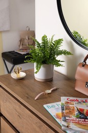 Photo of Beautiful potted fern and accessories on wooden cabinet in hallway