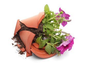 Photo of Broken terracotta flower pot with soil and petunia plant on white background