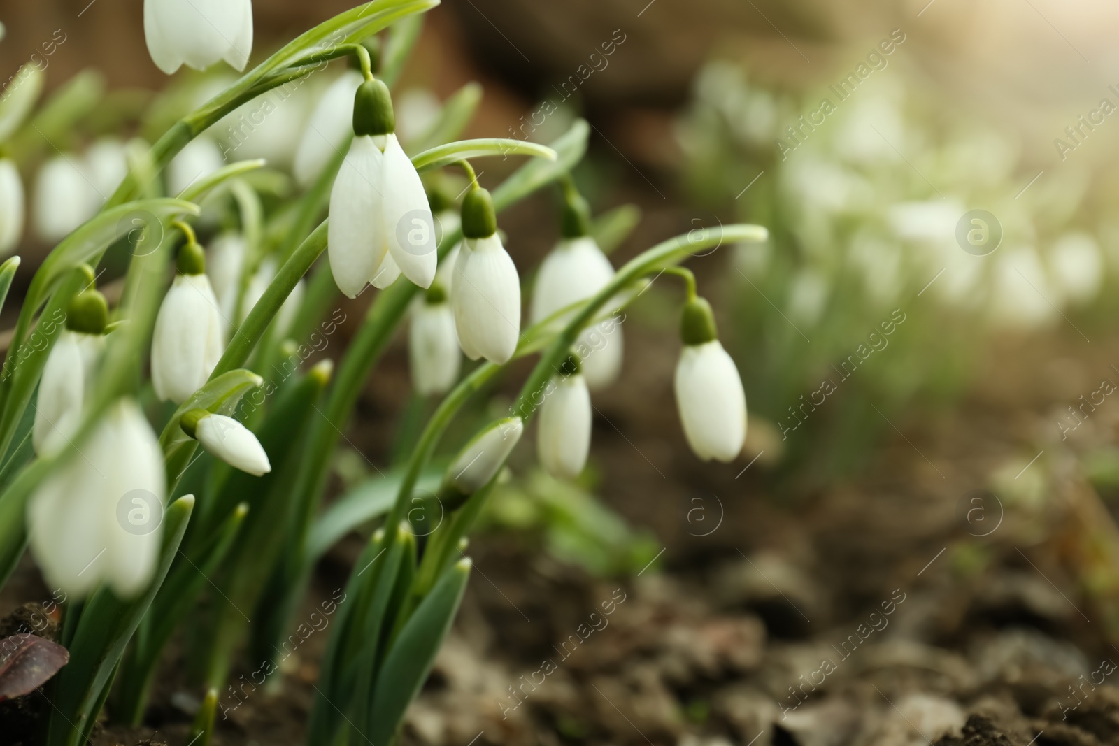 Photo of Fresh blooming snowdrop flowers growing in soil outdoors, space for text