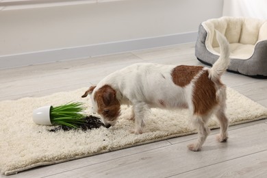 Photo of Cute dog near overturned houseplant on rug indoors