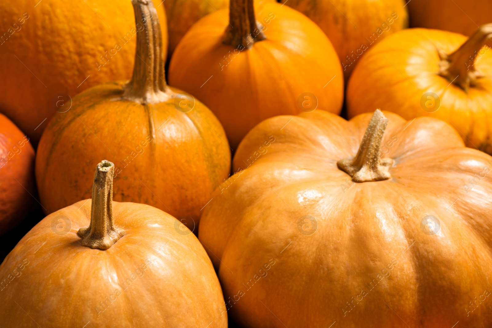 Photo of Many fresh raw whole pumpkins as background, closeup. Holiday decoration