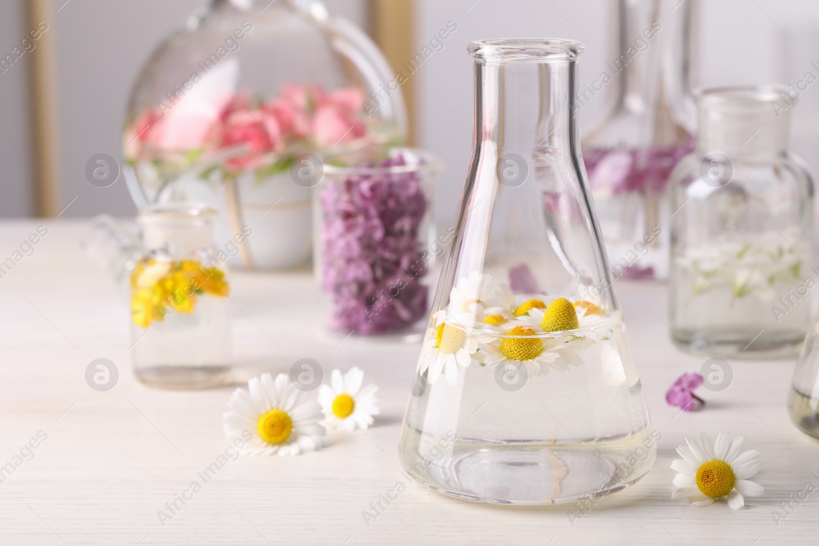 Photo of Laboratory glassware with flowers, focus on flask. Extracting essential oil for perfumery and cosmetics