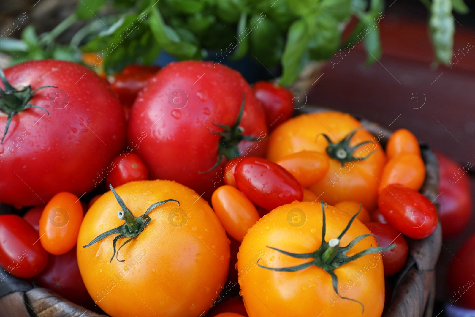 Photo of Different sorts of tomatoes in wicker box, closeup