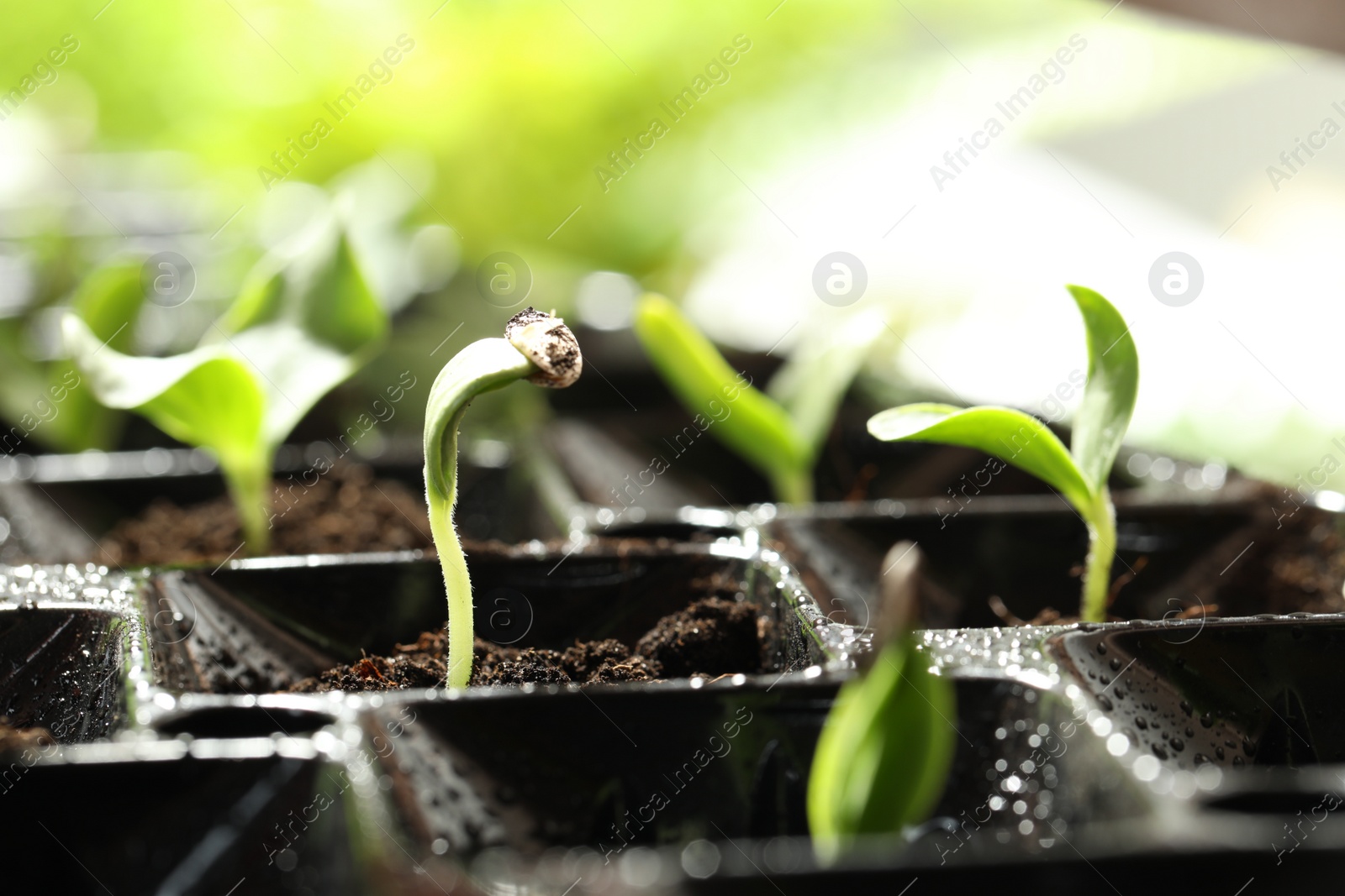 Photo of Seedling tray with young vegetable sprouts against blurred background, closeup