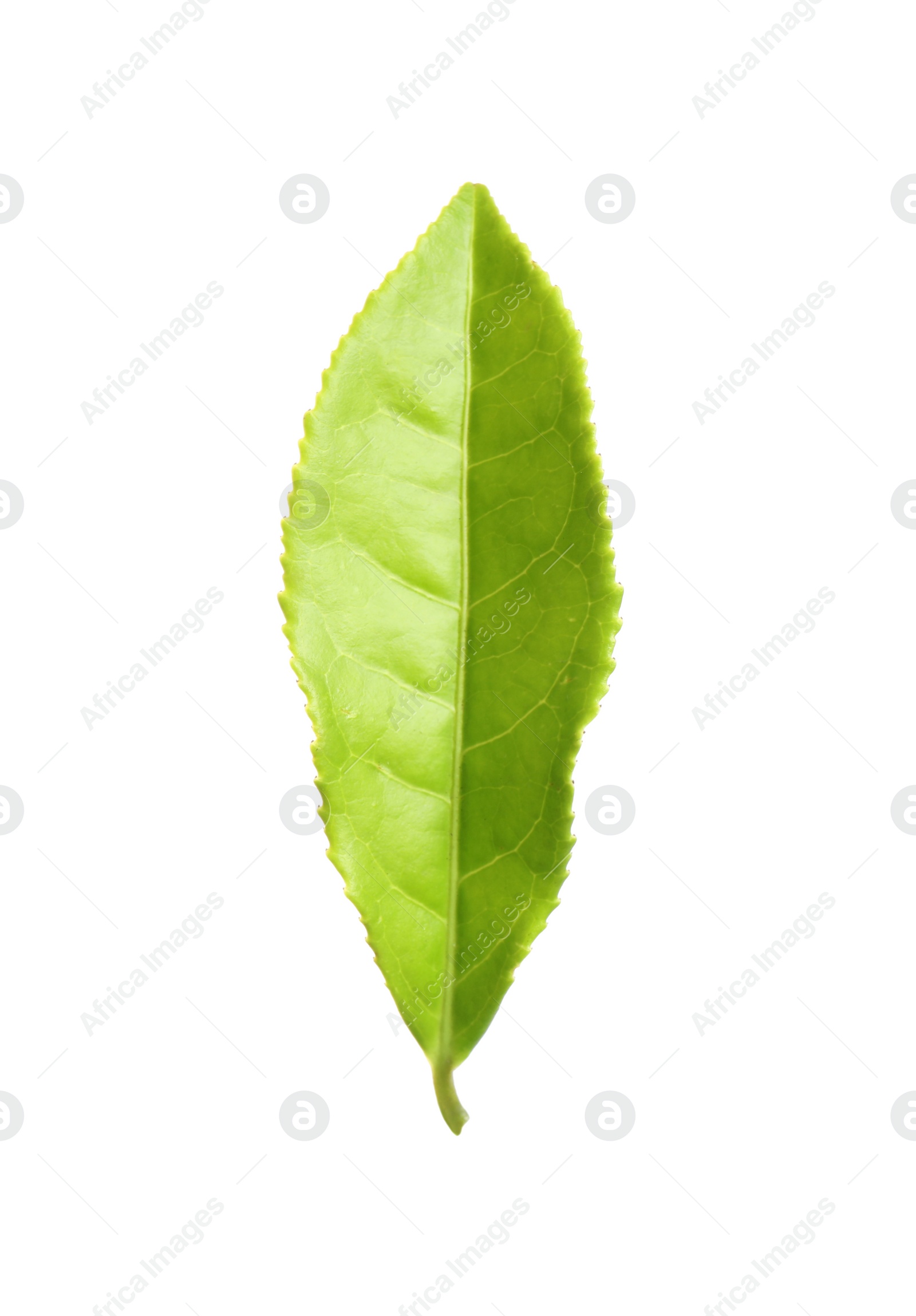 Photo of Fresh green tea leaf isolated on white