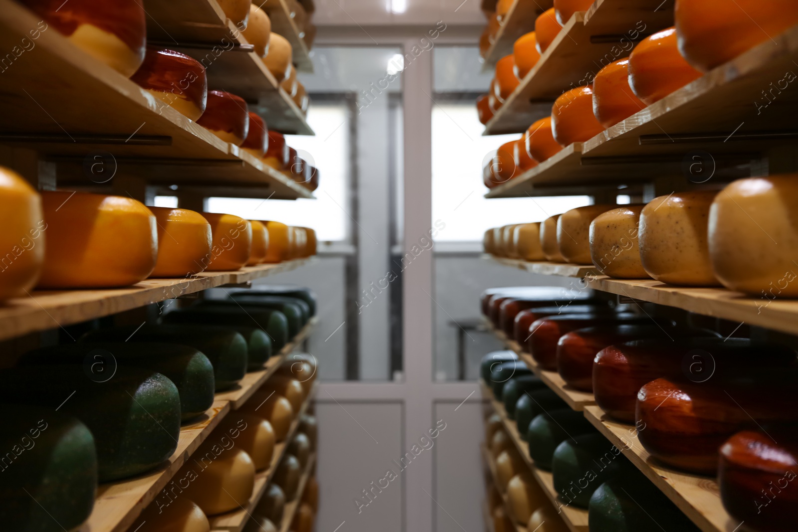 Photo of Fresh cheese heads on racks in factory warehouse