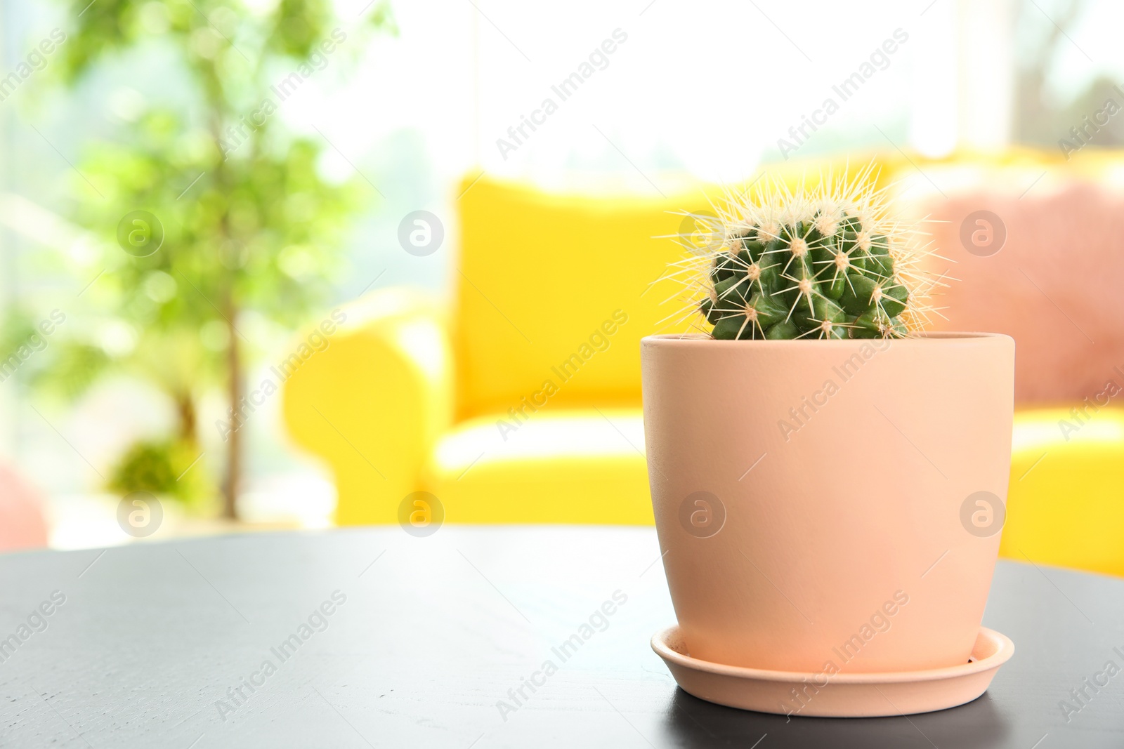 Photo of Beautiful cactus in flowerpot on table indoors