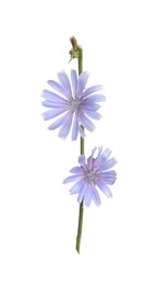 Photo of Beautiful chicory plant with light blue flowers isolated on white