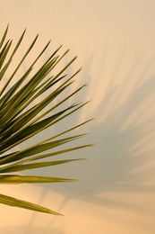 Tropical palm leaves casting shadow on beige wall