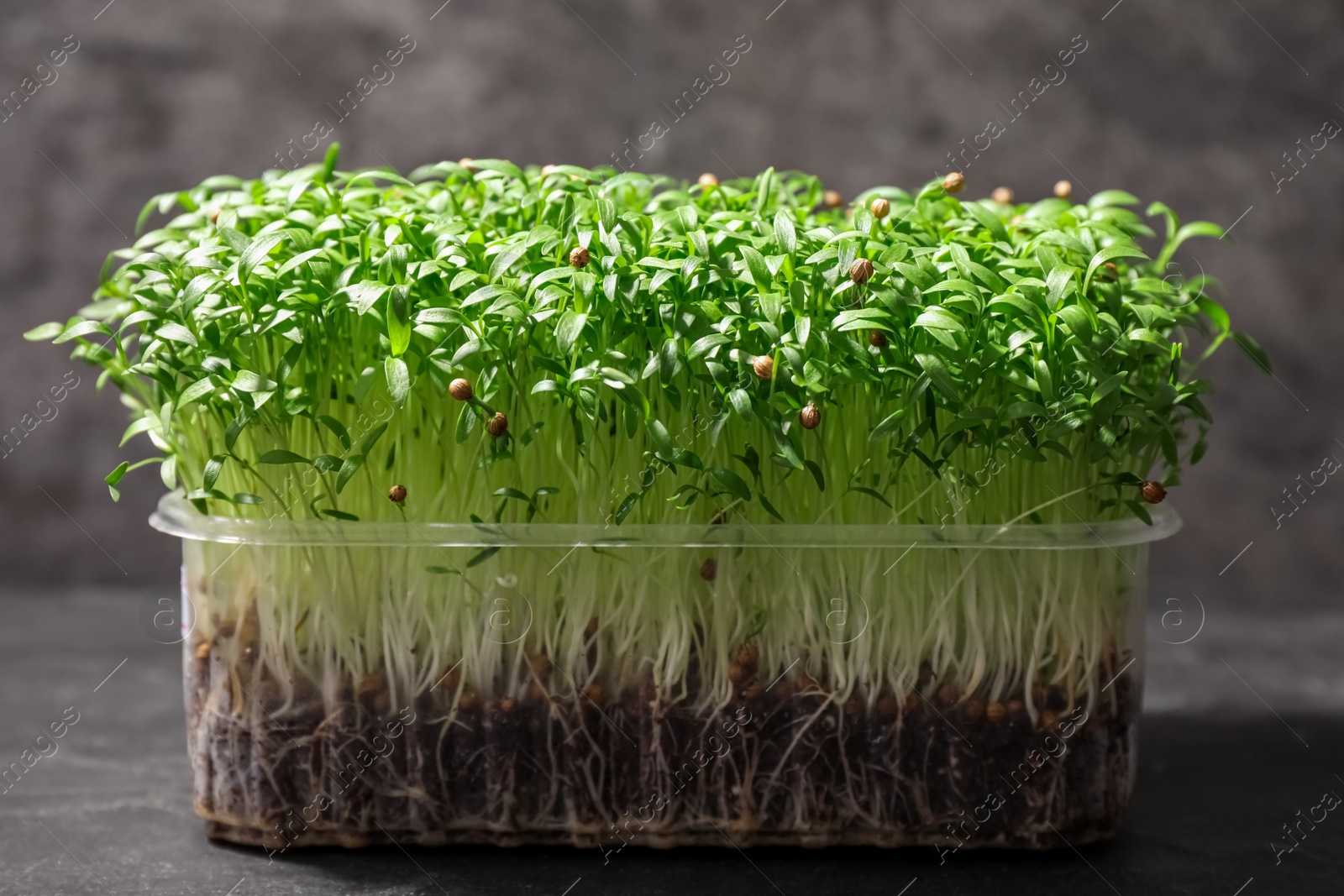 Photo of Fresh organic microgreen in plastic container on grey table