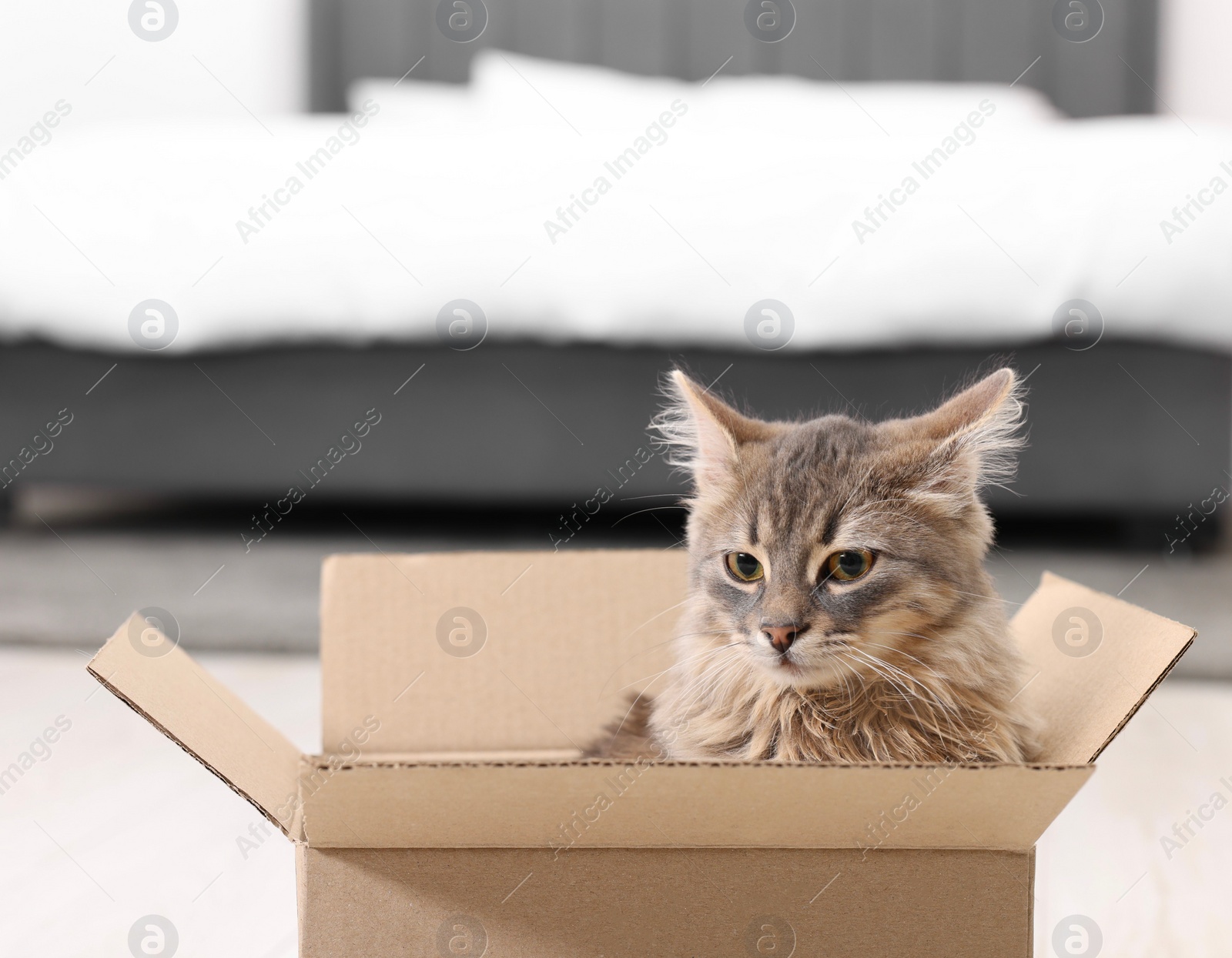 Photo of Cute fluffy cat in cardboard box at home. Space for text
