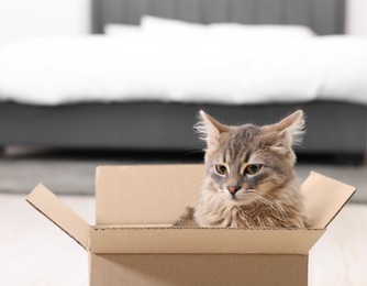 Cute fluffy cat in cardboard box at home. Space for text