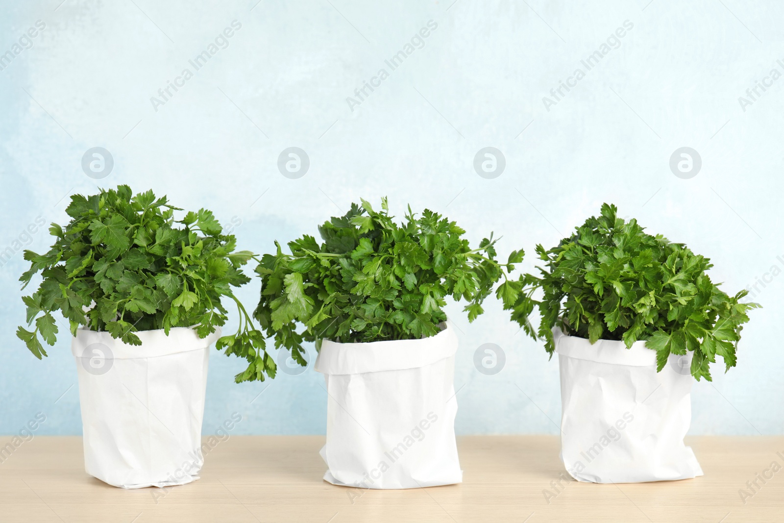 Photo of Pots with fresh green parsley on wooden table against color background. Space for text