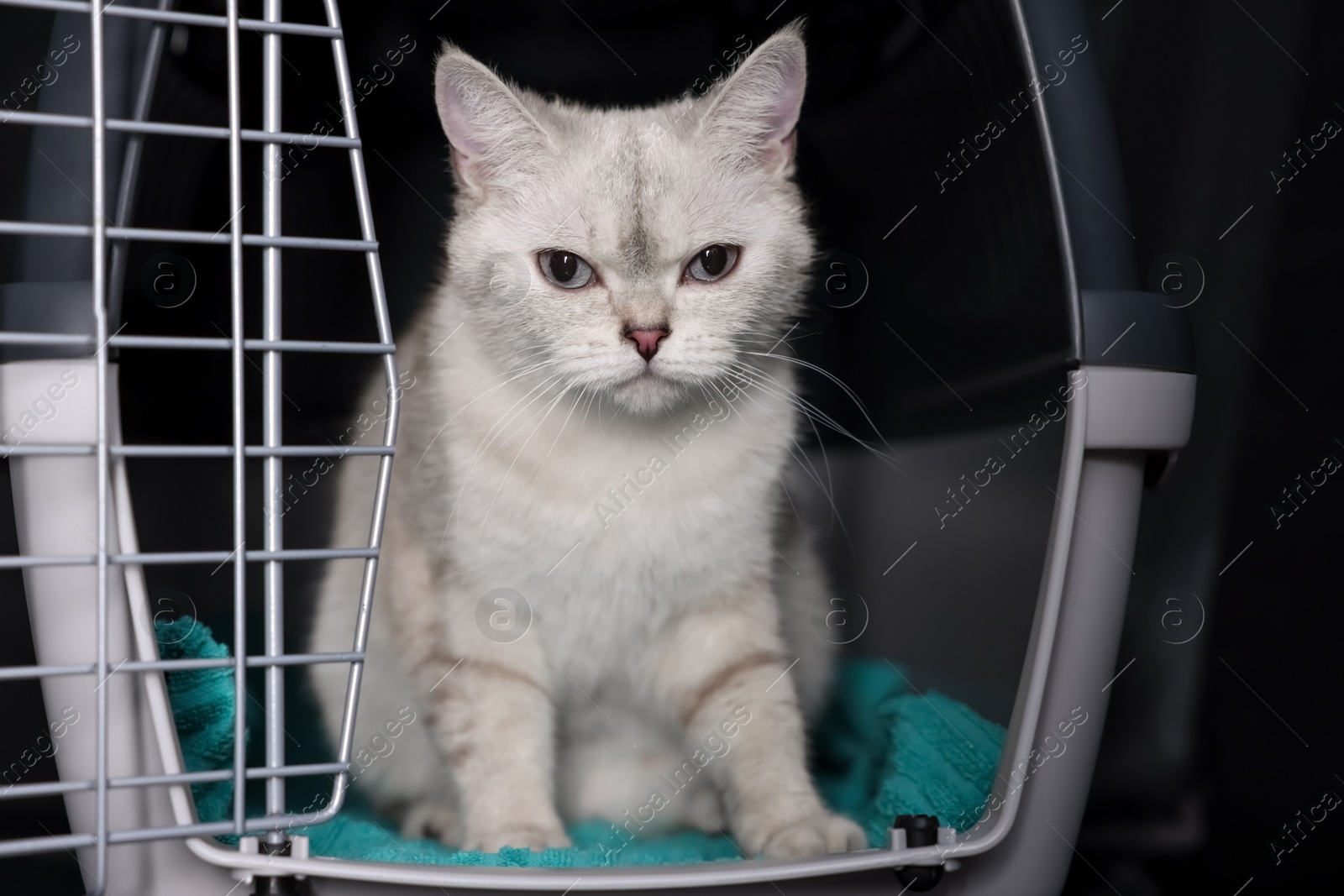 Photo of Cute white British Shorthair cat inside pet carrier