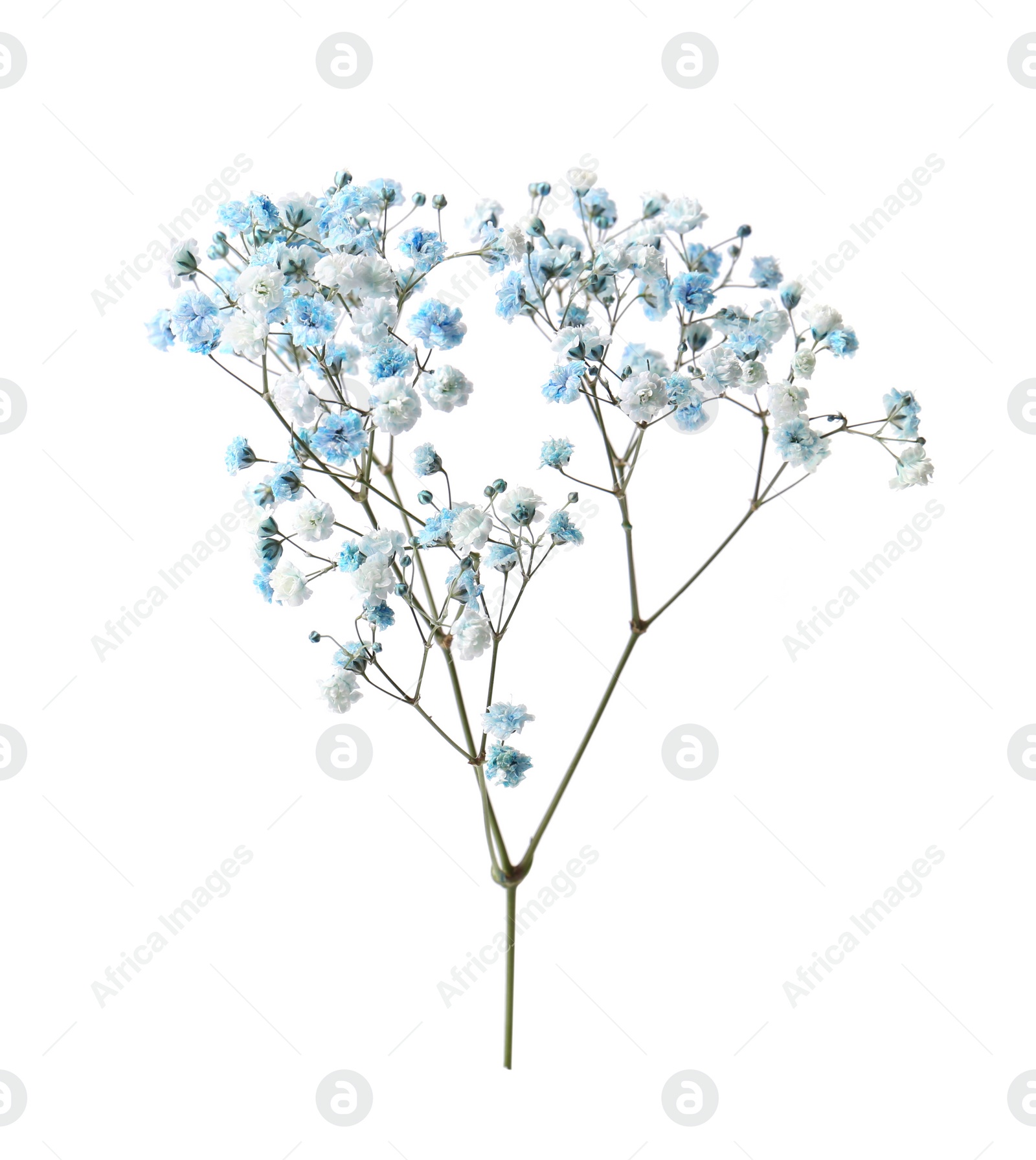 Photo of Beautiful color gypsophila twig isolated on white