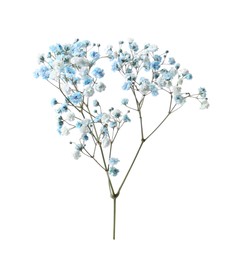 Photo of Beautiful color gypsophila twig isolated on white