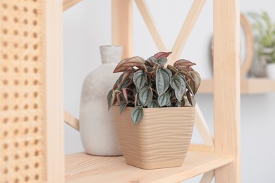 Photo of Beautiful houseplant and vase on wooden shelving unit in room