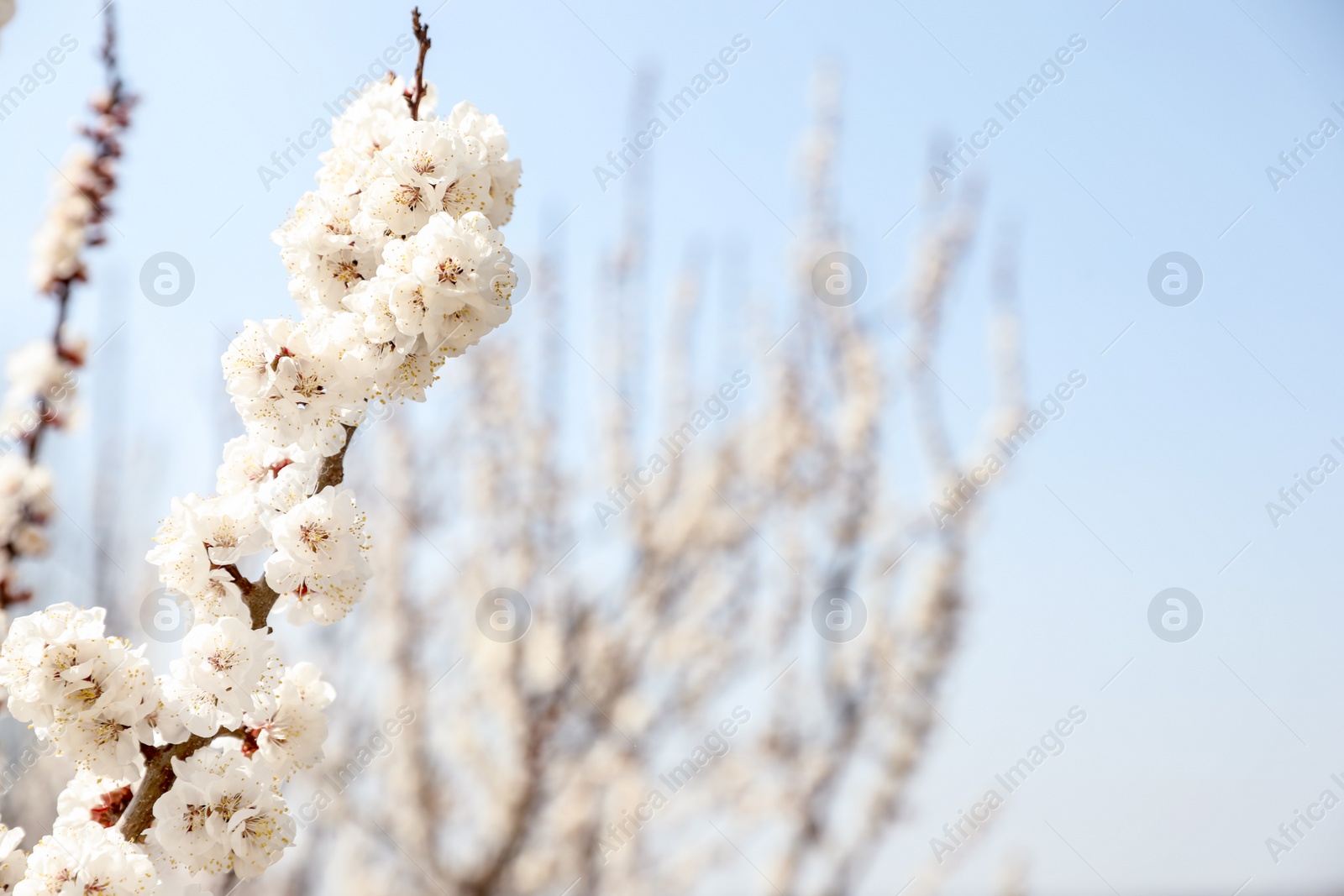 Photo of Beautiful apricot tree branch with tiny tender flowers against blue sky, space for text. Awesome spring blossom