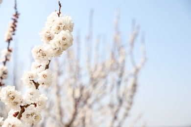 Beautiful apricot tree branch with tiny tender flowers against blue sky, space for text. Awesome spring blossom