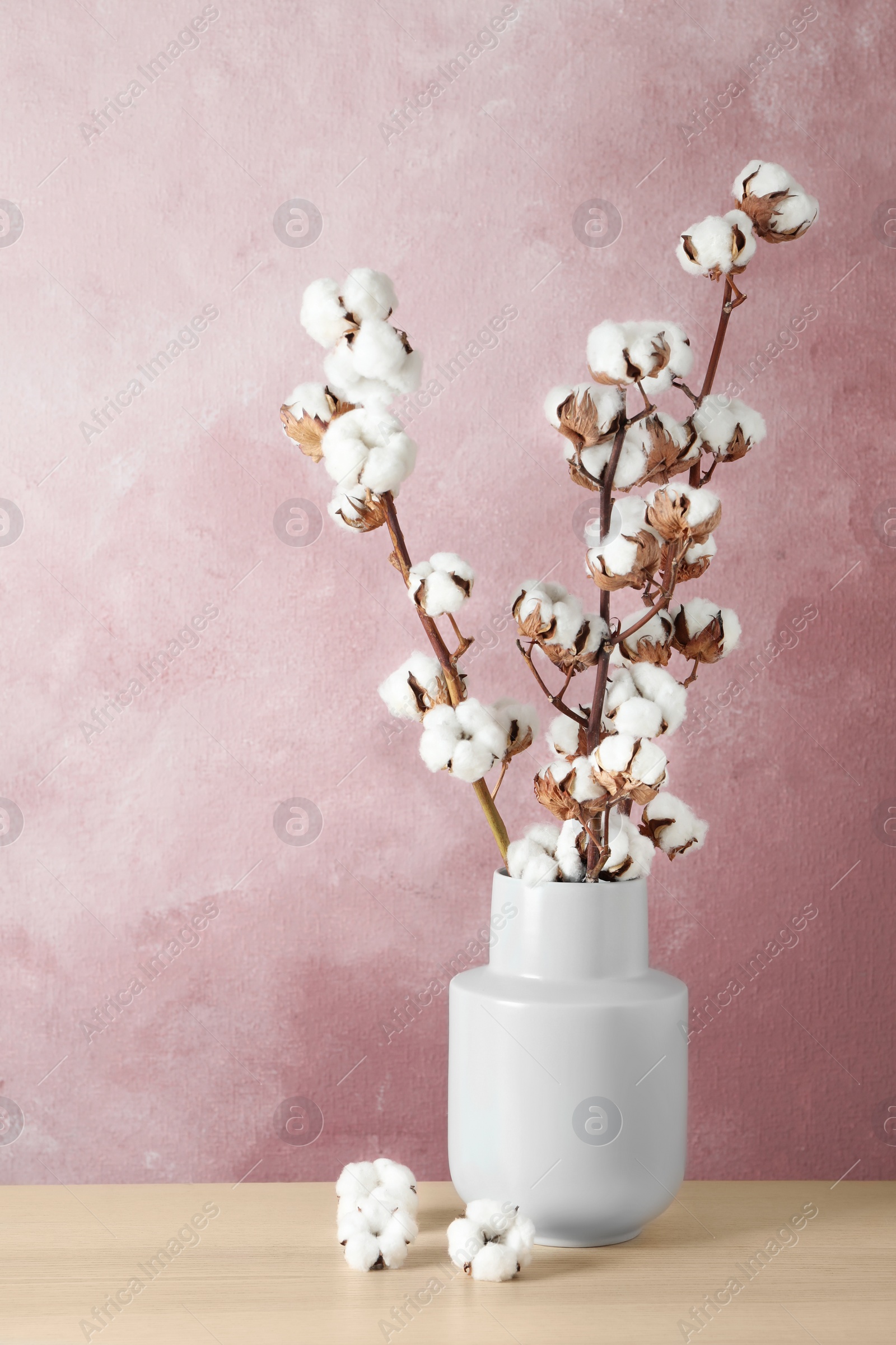Photo of Beautiful cotton flowers in vase on wooden table against pink background