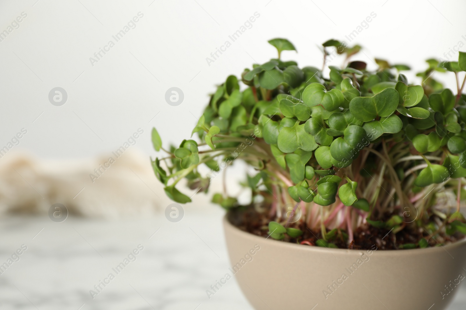 Photo of Fresh radish microgreens in bowl on table, closeup. Space for text