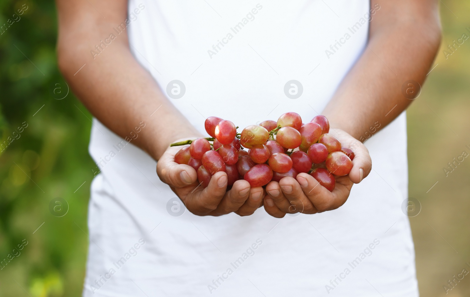 Photo of Man holding bunch of fresh ripe juicy grapes outdoors, closeup