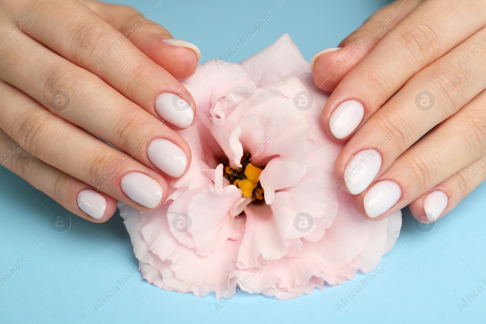 Photo of Woman with white nail polish touching pink eustoma flower on light blue background, closeup