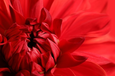 Photo of Beautiful red dahlia flower, closeup view. Floral decoration