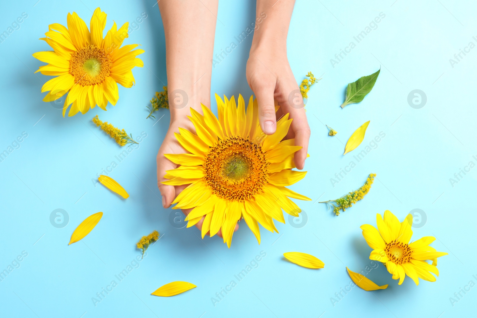 Photo of Woman holding beautiful sunflower on color background, top view