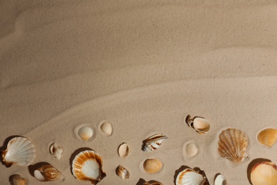 Photo of Seashells on beach sand, top view. Space for text