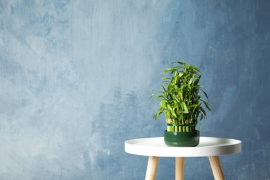 Photo of Table with potted bamboo plant near color wall. Space for text