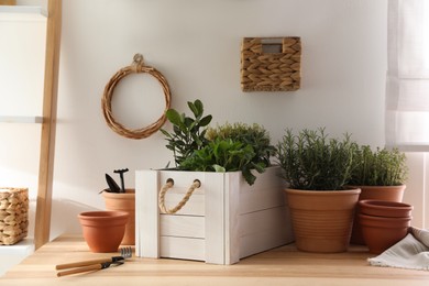 Photo of Different aromatic potted herbs and gardening tools on wooden table indoors