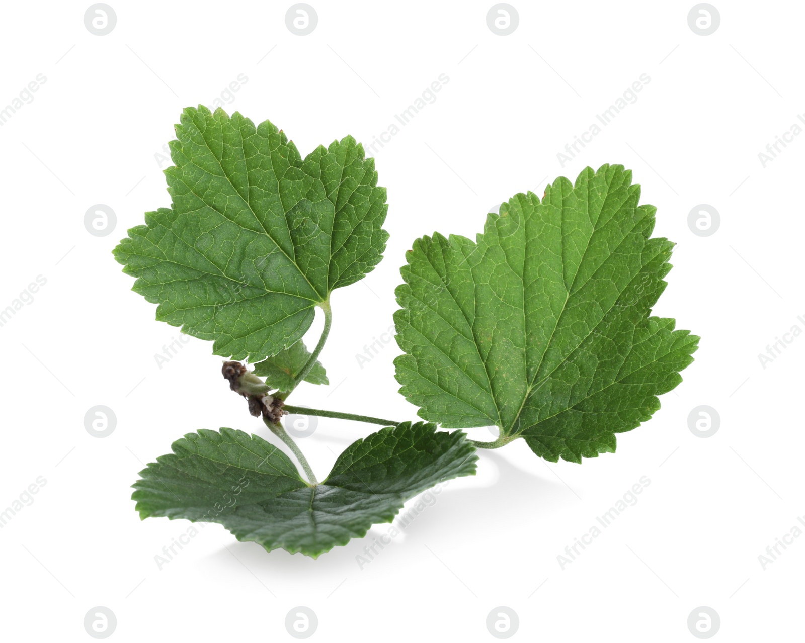 Photo of Green leaves of red currant isolated on white